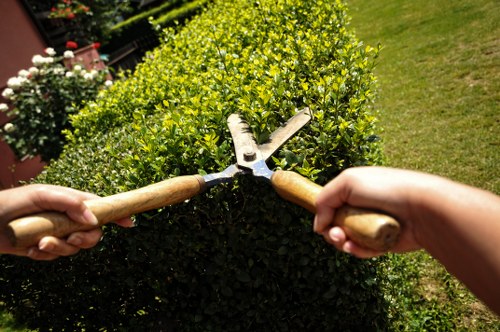 Professional tree surgery work for safe and healthy trees in Maidavale