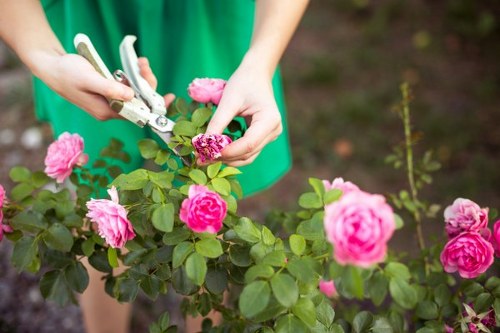 Professional pruning to improve tree structure and safety